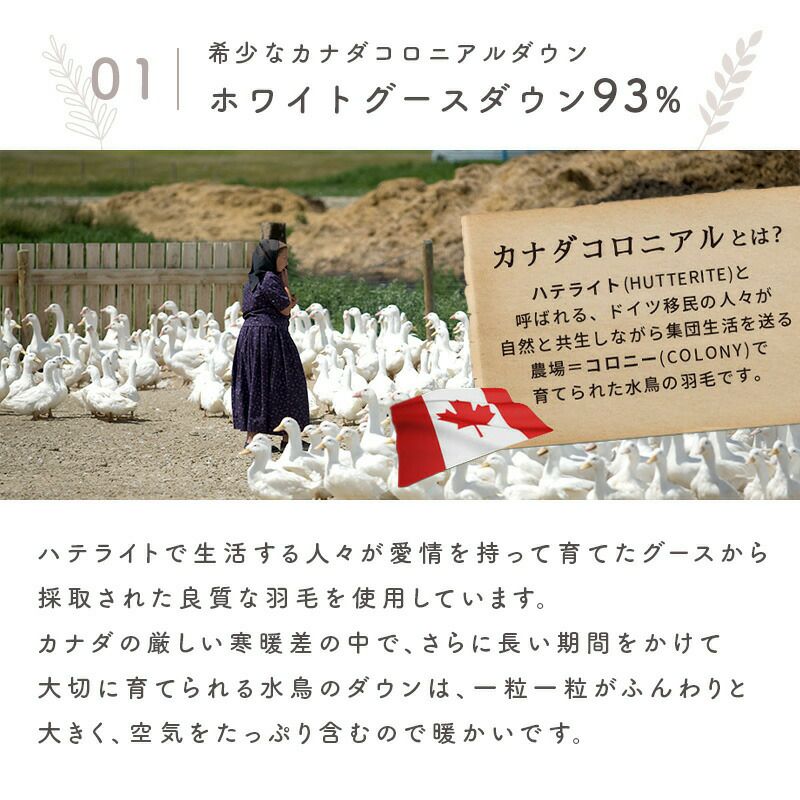 ロマンス小杉 カナダ産 グース ダウン93% ダウンケット シングルロング