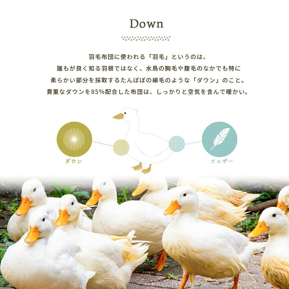 現代の暮らしに似合う眠りをコーデ。ひらた・かれん・ほんだな・のはら・あやめの5デザイン一覧